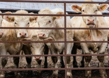 사료구매자금 사료정책자금 융자